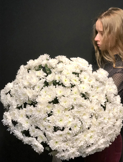 Букет из 31 хризантемы (цвет на выбор)