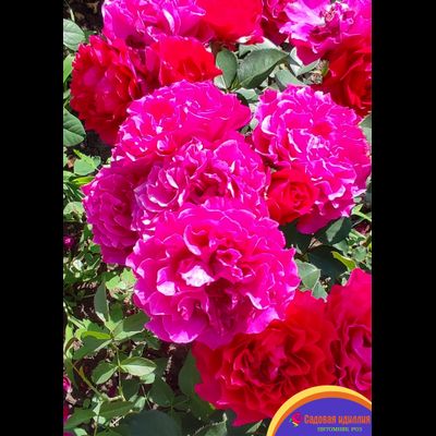 Вельвити Твайлайт (Velvety Twilight)