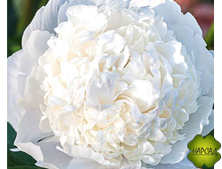 ПИОН "МАДАМ КЛОД ТЕН" (из лимонного в белый, для срезки) (зимовавший саженец)