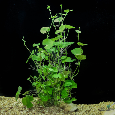 Гидрокотила белоголовая (ветка)