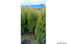 нт фотография нескольких туй Красовский-Сад.рф