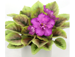 138) АВ- Сентябрь в Саду 21г, (полумини)