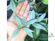 Алламанда карликовая (Allamanda sp.‘Silver leaf’ (yellow flower)