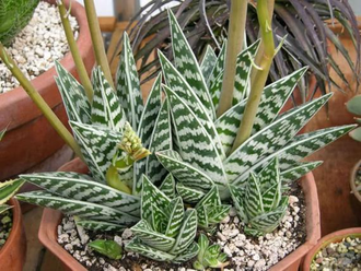 Aloe variegata