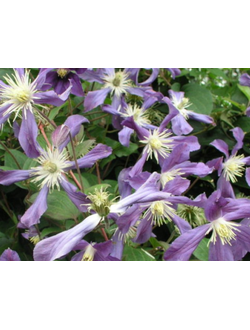 Клематис Козетта, контейнер р9