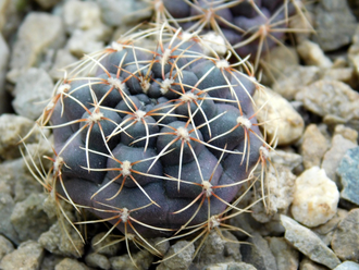 Gymnocalycium erolesii (D=20-25мм)