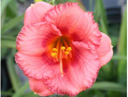 Лилейник Космополитан (Cosmopolitan)