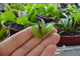 Dionaea muscipula Short teeth