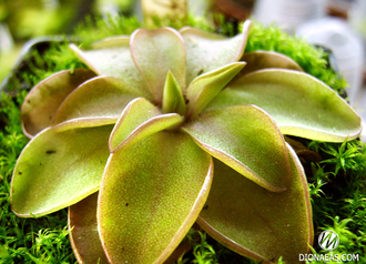 Pinguicula Seductora