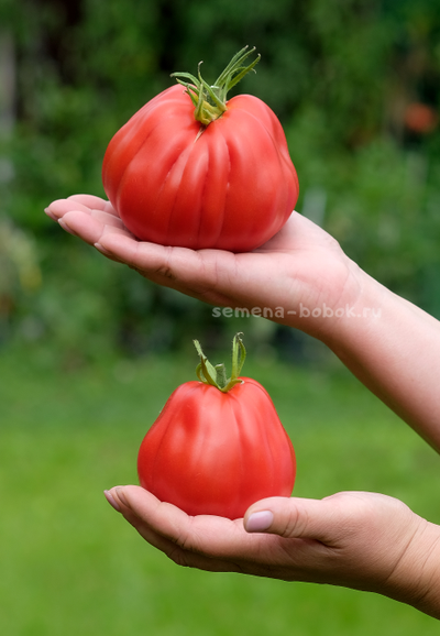 Томат Тюрбан Магриба, 10 шт