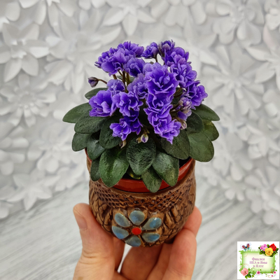 Blue Scoundrel micromini (P.Sorano/LLG) (Блю Ска́ндрел) микроминиатюра