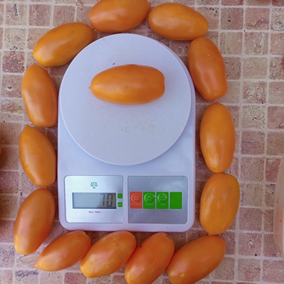 Томат Персиковый принц (Peachy prince)