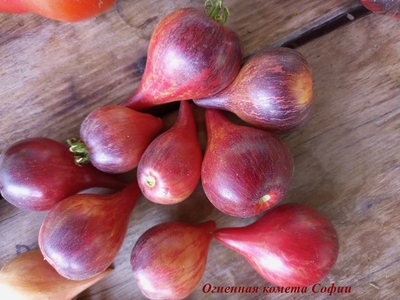 Томат Огненная комета Софии