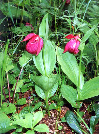 Венерин башмачок