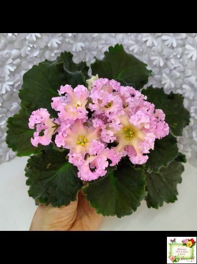 РМ-Оранжевое Лето (Н. Скорнякова) 2022 г.