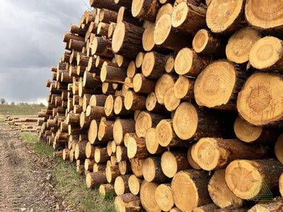 Пиловочник хвойный ель, сосна ГОСТ 9463-88, 18-60 см