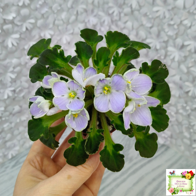 Vi-Лесная Нимфа (И.Виблая) 2021 г. (гёрл-листья)