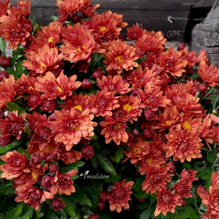 Chrysanthemum Branfortune Orange  Хризантема мультифлора Бранфортун Оранж