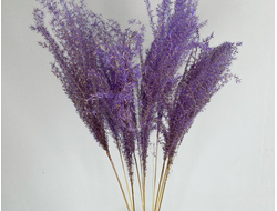 Мискантус фиолетовый