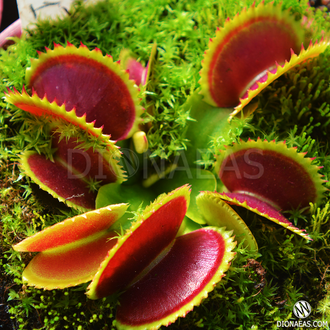 Dionaea muscipula Dracula