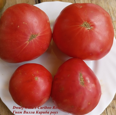 Томат Роза Виллы Карибу (Dwarf Willa’s Cariboo Rose)