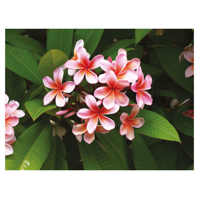 MANGUIER METISSE PIERRE GUILLAUME