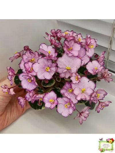 Н-Четыре Сезона (Н. Бердникова) 2015