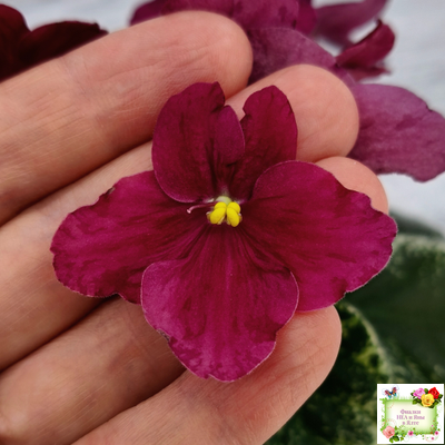 Mac's O'Scarlet O'Hara (G.McDonald) (Макс ОСкарлет Охара)