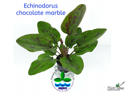 Echinodorus red rubin narrow