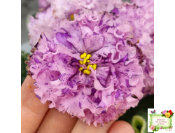 АВ-Розовое Шампанское (Фиалковод) 2020 г. (лист посажен 05.09.25)