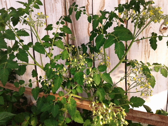 Семена томата Мильфлёр (черри)