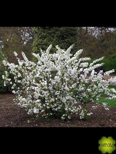 РУССКАЯ САКУРА. ВИШНЯ АЛЬБА ПЛЕНА