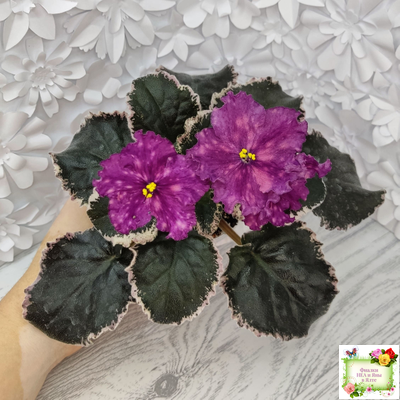 ВаТ-Калейдоскоп (Т. Валькова) 2015 г.