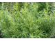 Эстрагон, Тархун (Artemisia dracunculus) Франция, 5 мл - 100% натуральное эфирное масло