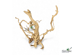 Коряга ПУСТЫННАЯ Азалия 5XL (40-70 см)