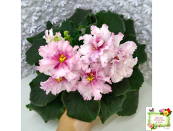 РМ-Ягодный Мармелад (Н.Скорнякова) 2019 г.