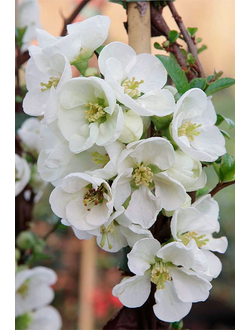 Айва (Хеномелес средний) Jet Trail