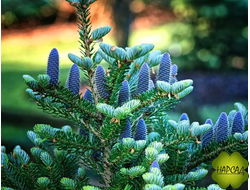 ПИХТА КОРЕЙСКАЯ (саженец 50-60 см)