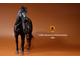 Черный конь - Коллекционная фигурка 1/6 Scale German Hanoverian Warmblood Horse Statue - Real Animal Series (No.17) - Mr.Z
