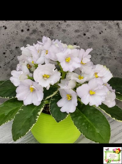 ЛЕ-Стрекоза (Е. Лебецкая) 2020 г. (пестролистный лонг)