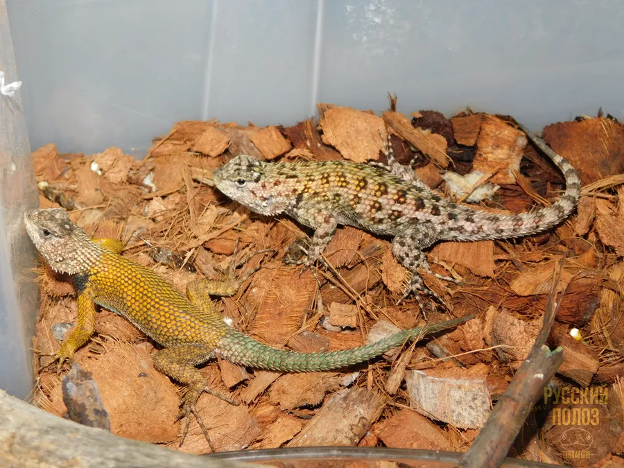 Игуана заборная малахитовая, Sceloporus malachiticus