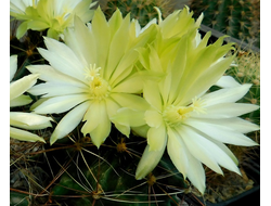 Hamatocactus hamatocanthus - 5 семян