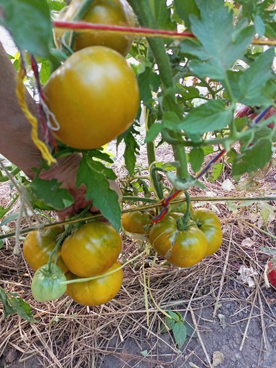 Томат  Золото Cherocee Green (Золото Чероки грин)