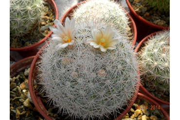 Mammillaria candida 