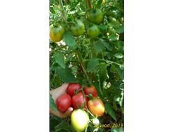 Томат Славянка