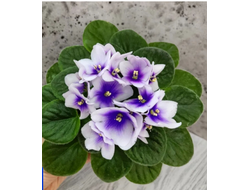 164) ЛЕ-Мятная Прохлада (19г) мини