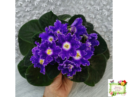 DS-Сияющий Колокольчик (Dimetris) 2014 г.