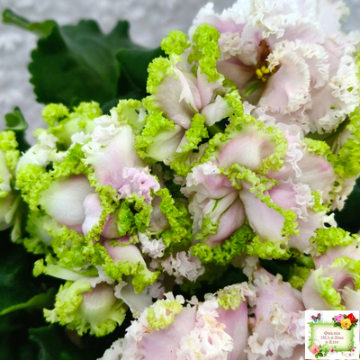 ЛЕ-Денди (Е. Лебецкая) 2011 г.