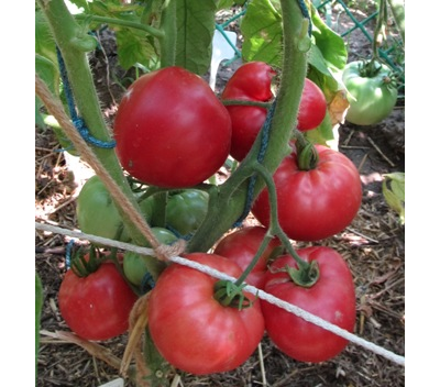 Томат Бурлак минусинский