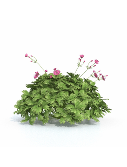 цветы Астранция розовая 2